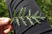 Artemisia armeniaca