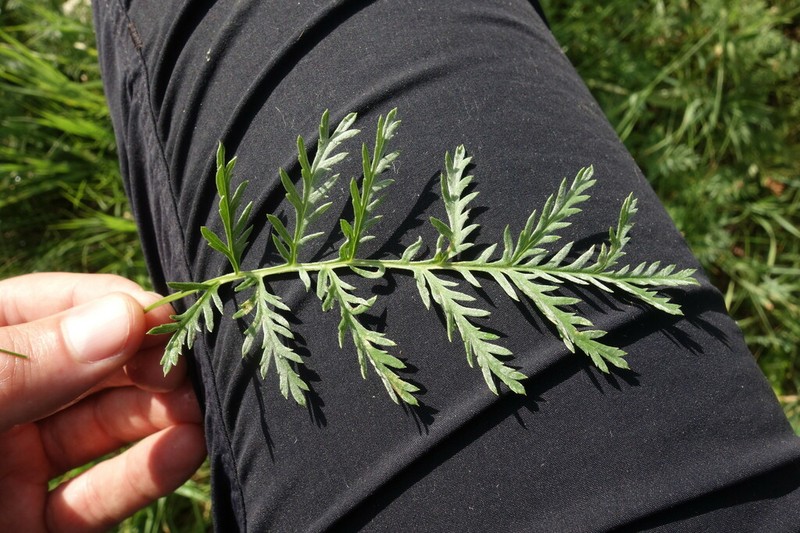 Artemisia armeniaca
