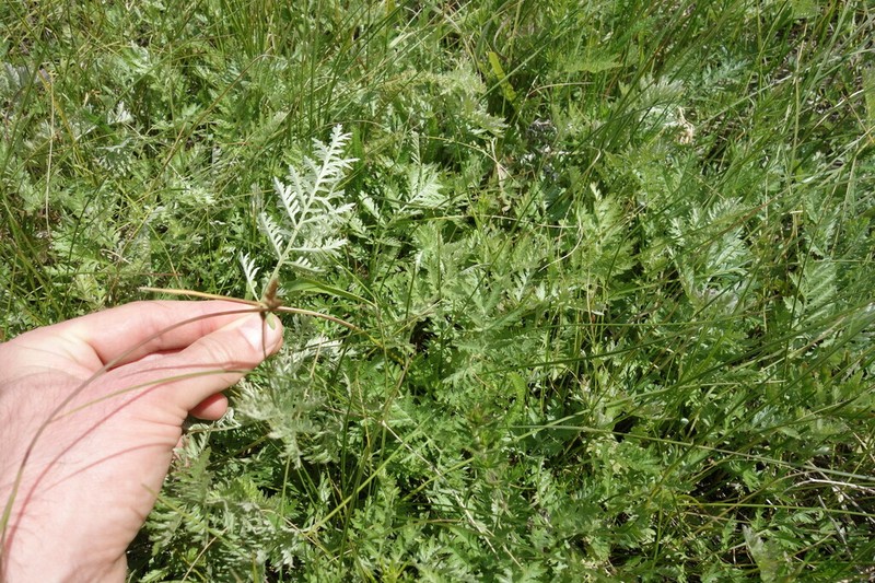 Artemisia armeniaca photo 2