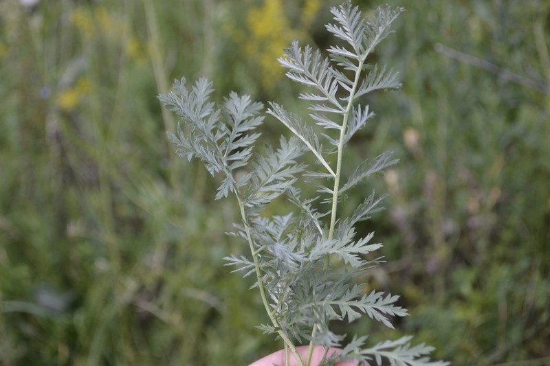 Artemisia armeniaca photo 3