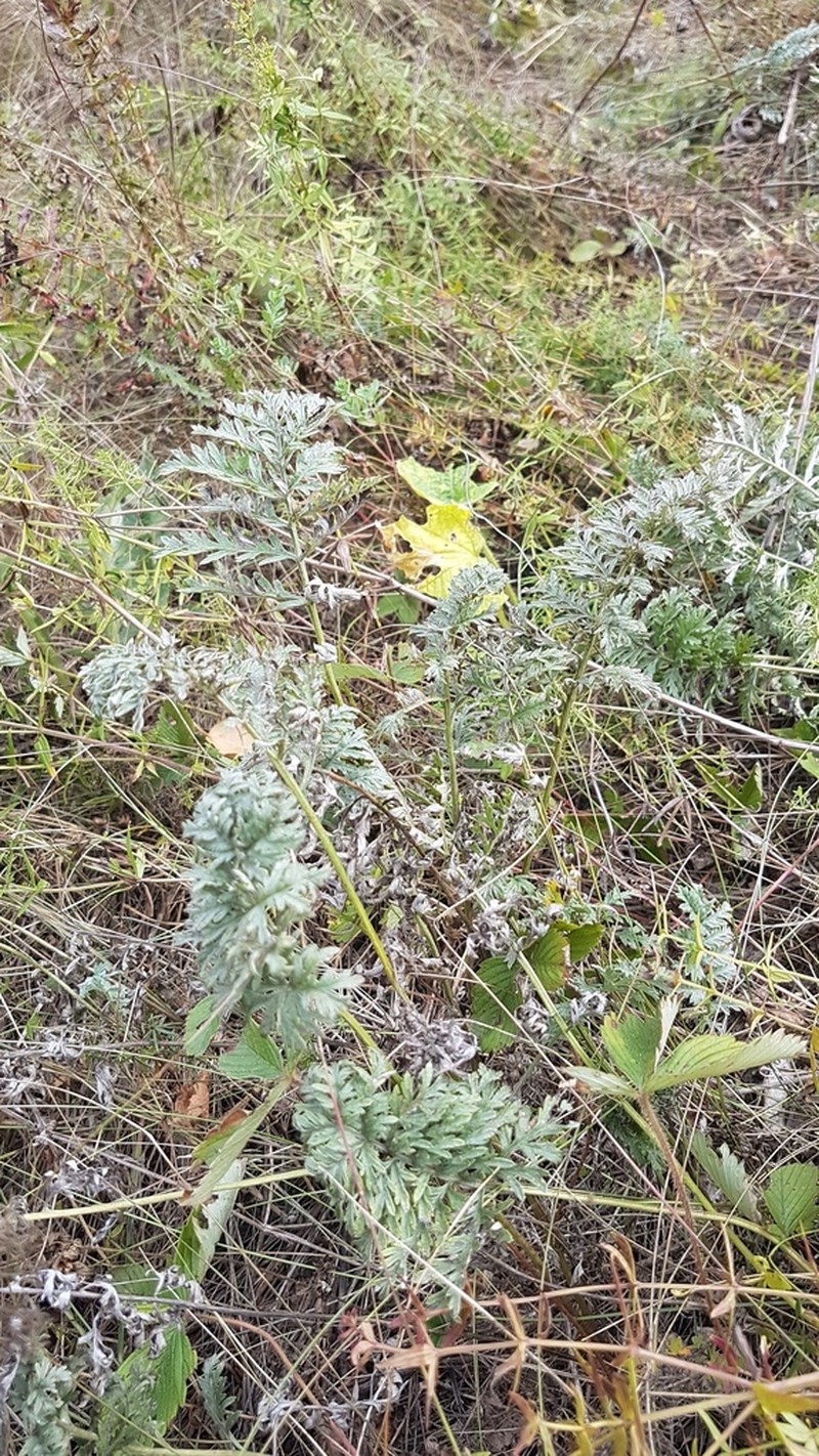 Artemisia armeniaca photo 4