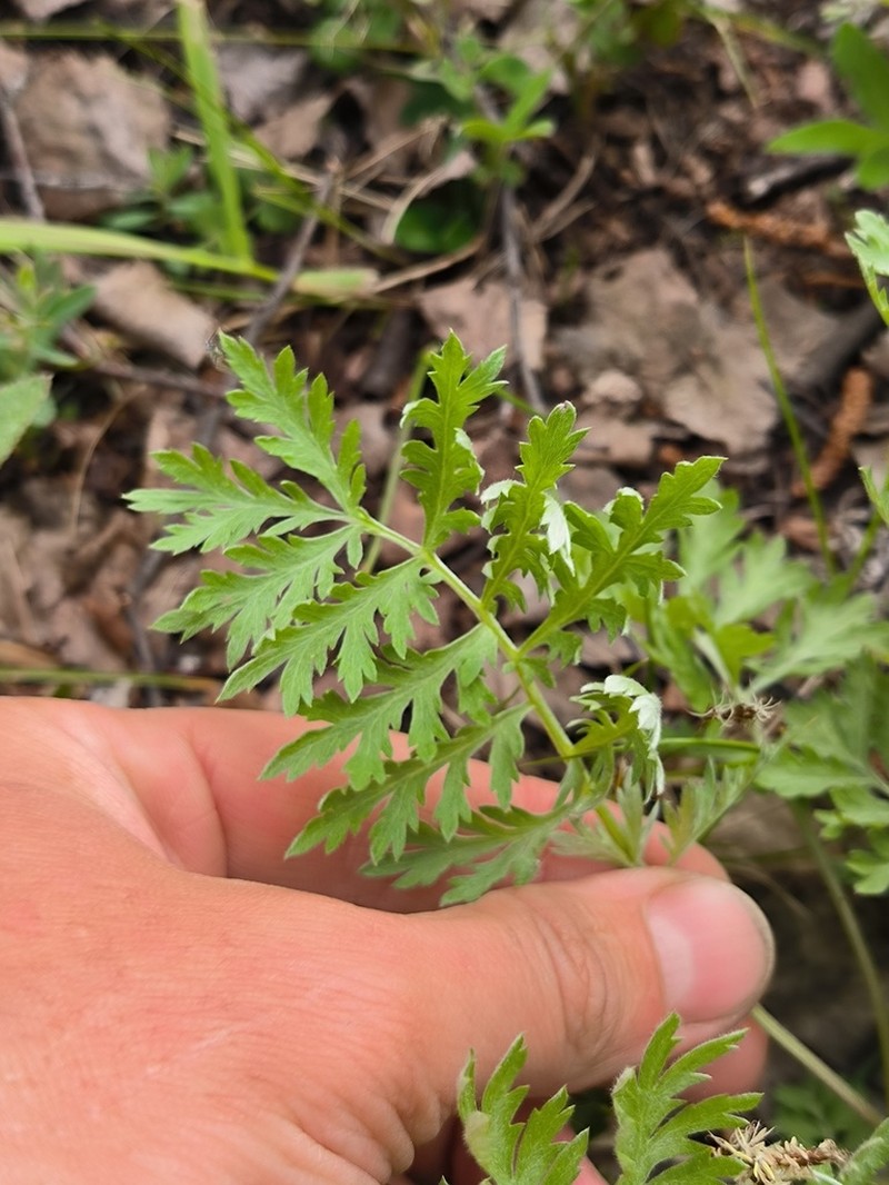 Artemisia armeniaca photo 5