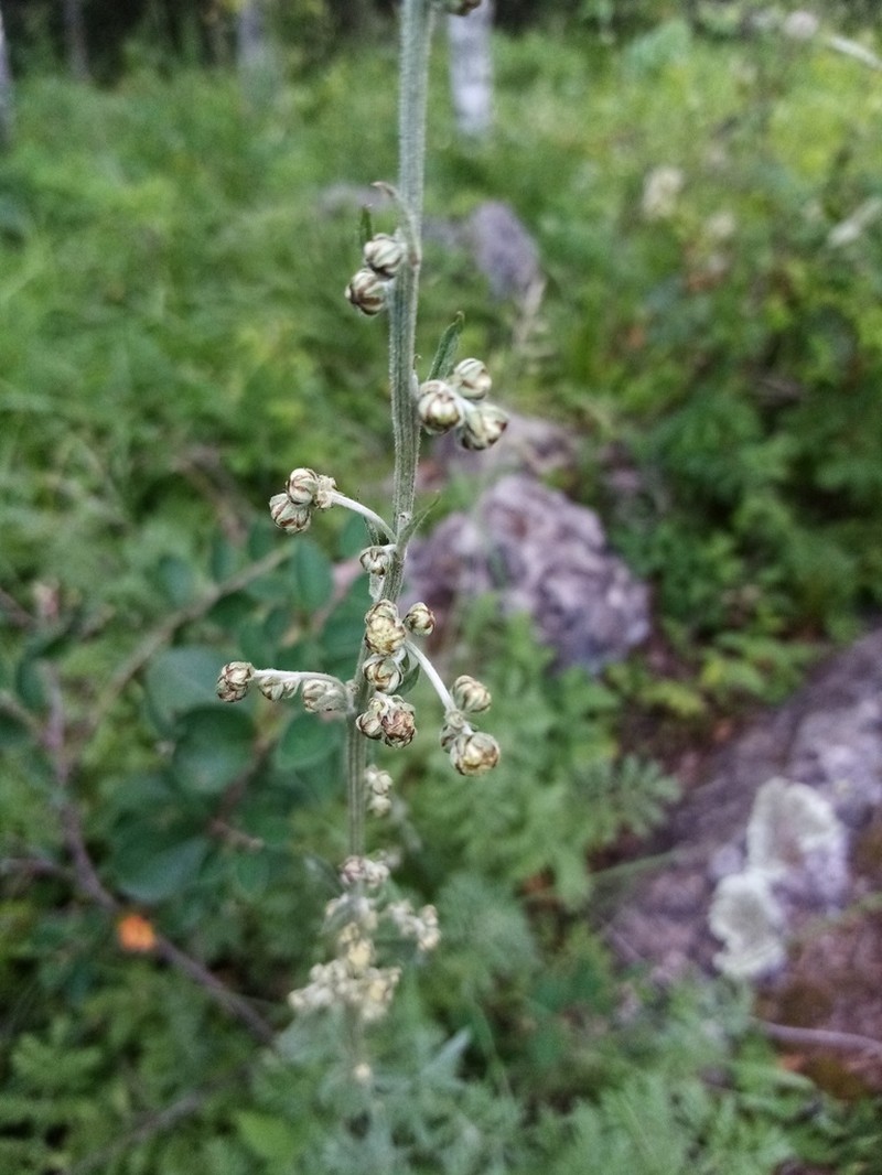 Artemisia armeniaca photo 6