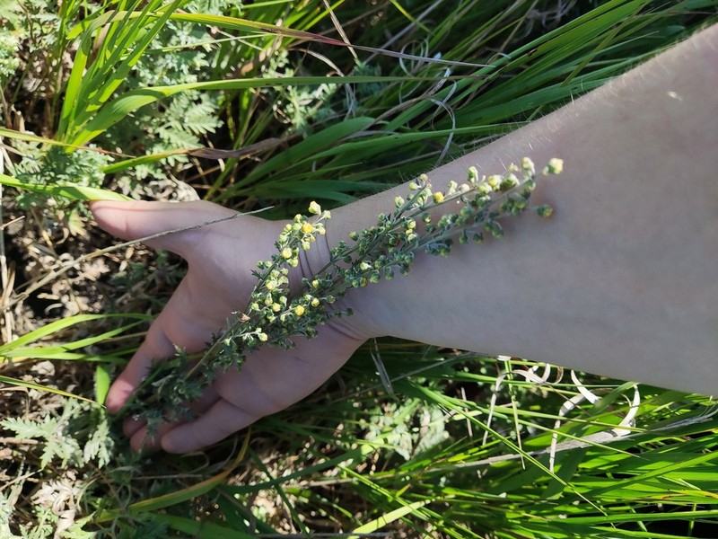 Artemisia armeniaca photo 7