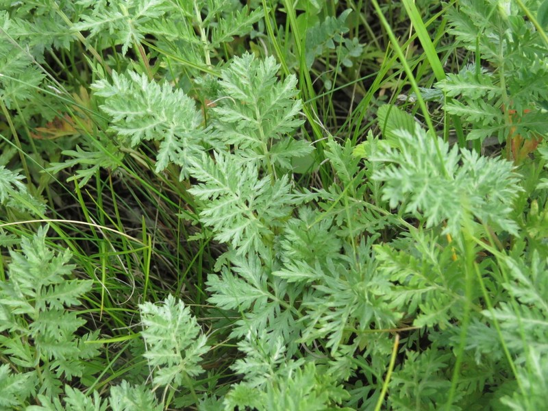 Artemisia armeniaca photo 8