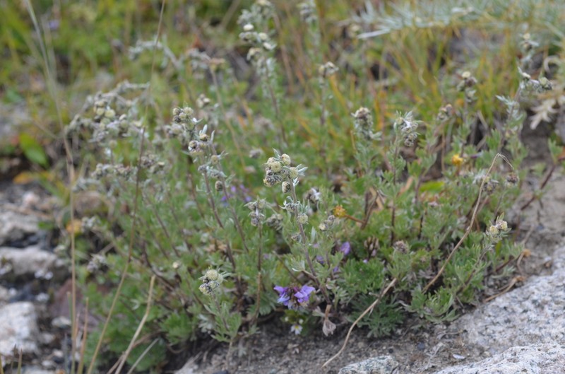 Artemisia aschurbajewii photo 2