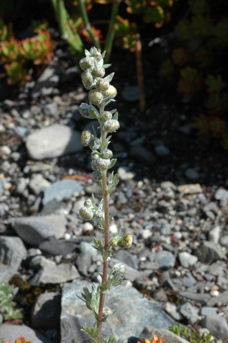 Artemisia aschurbajewii photo 3