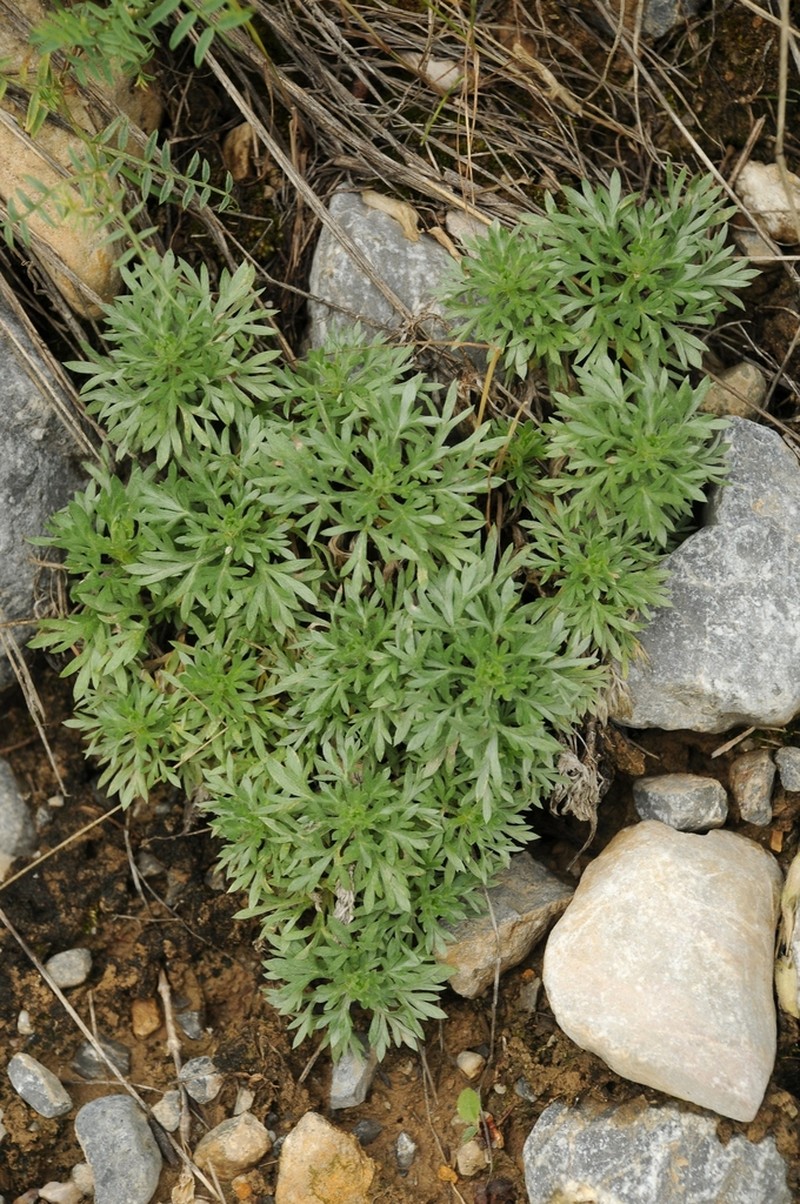 Artemisia aschurbajewii photo 4