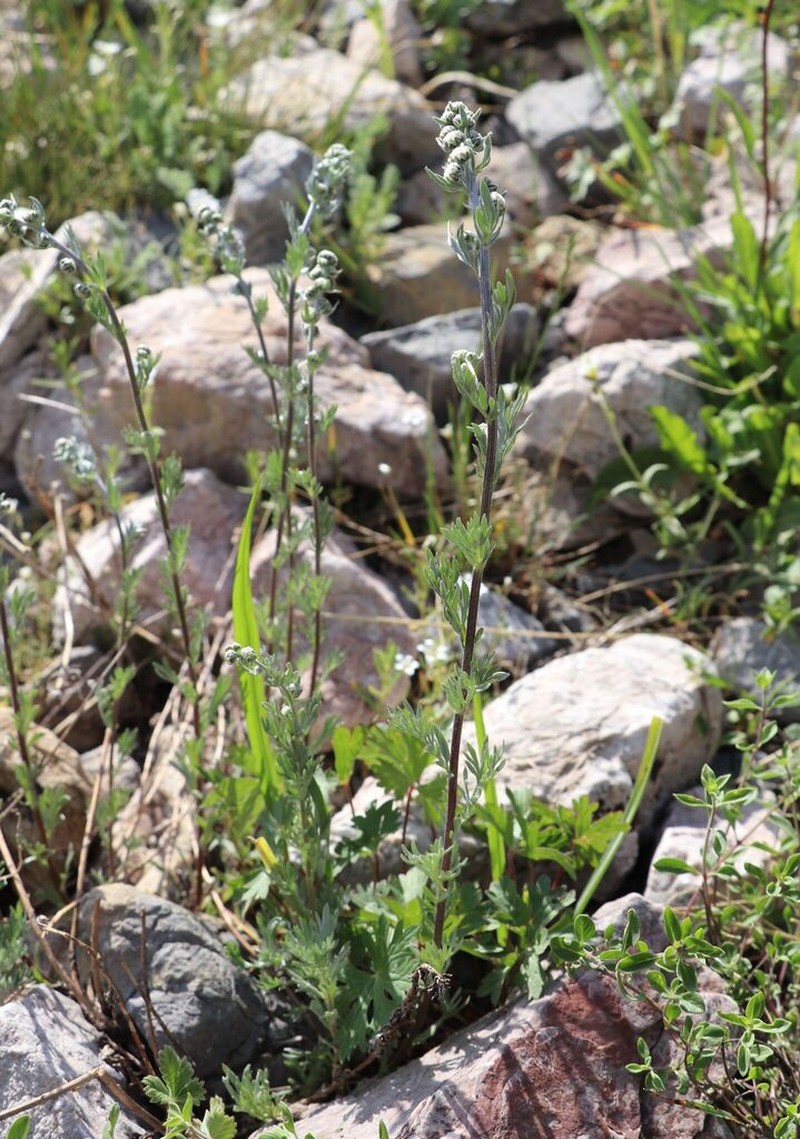 Artemisia aschurbajewii photo 5