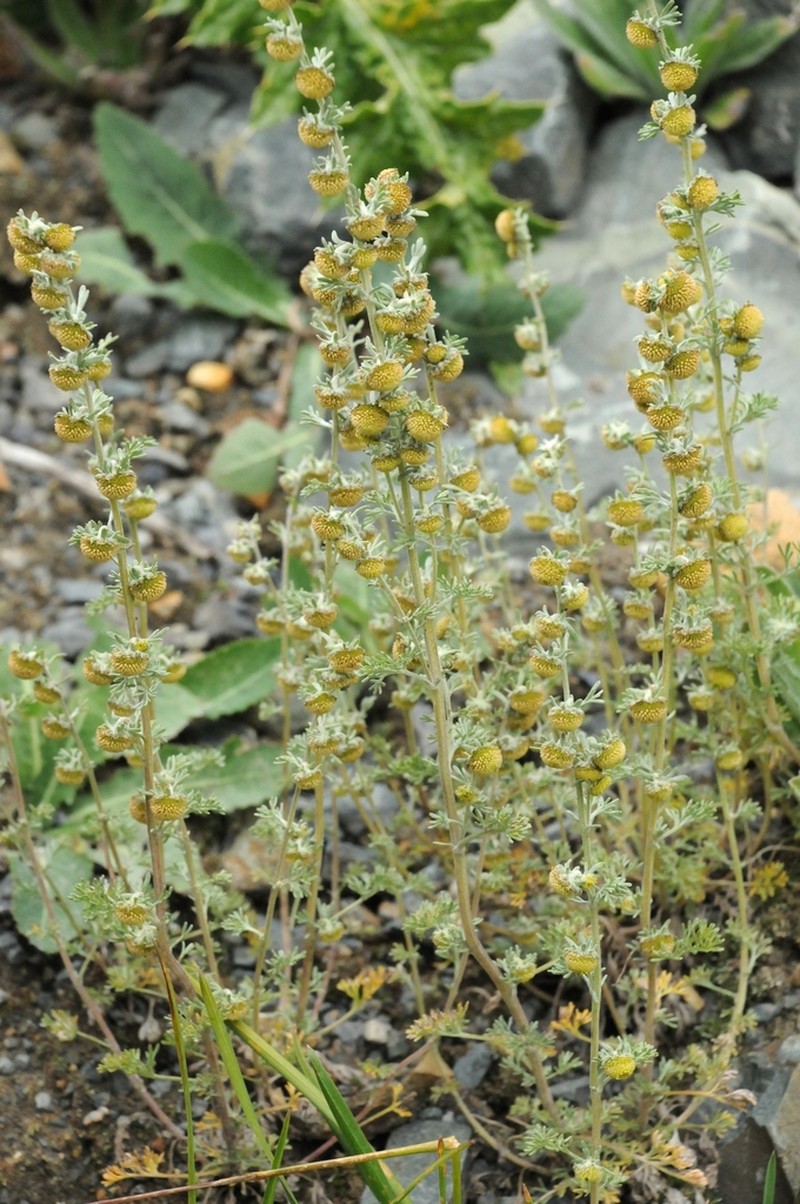 Artemisia aschurbajewii photo 6