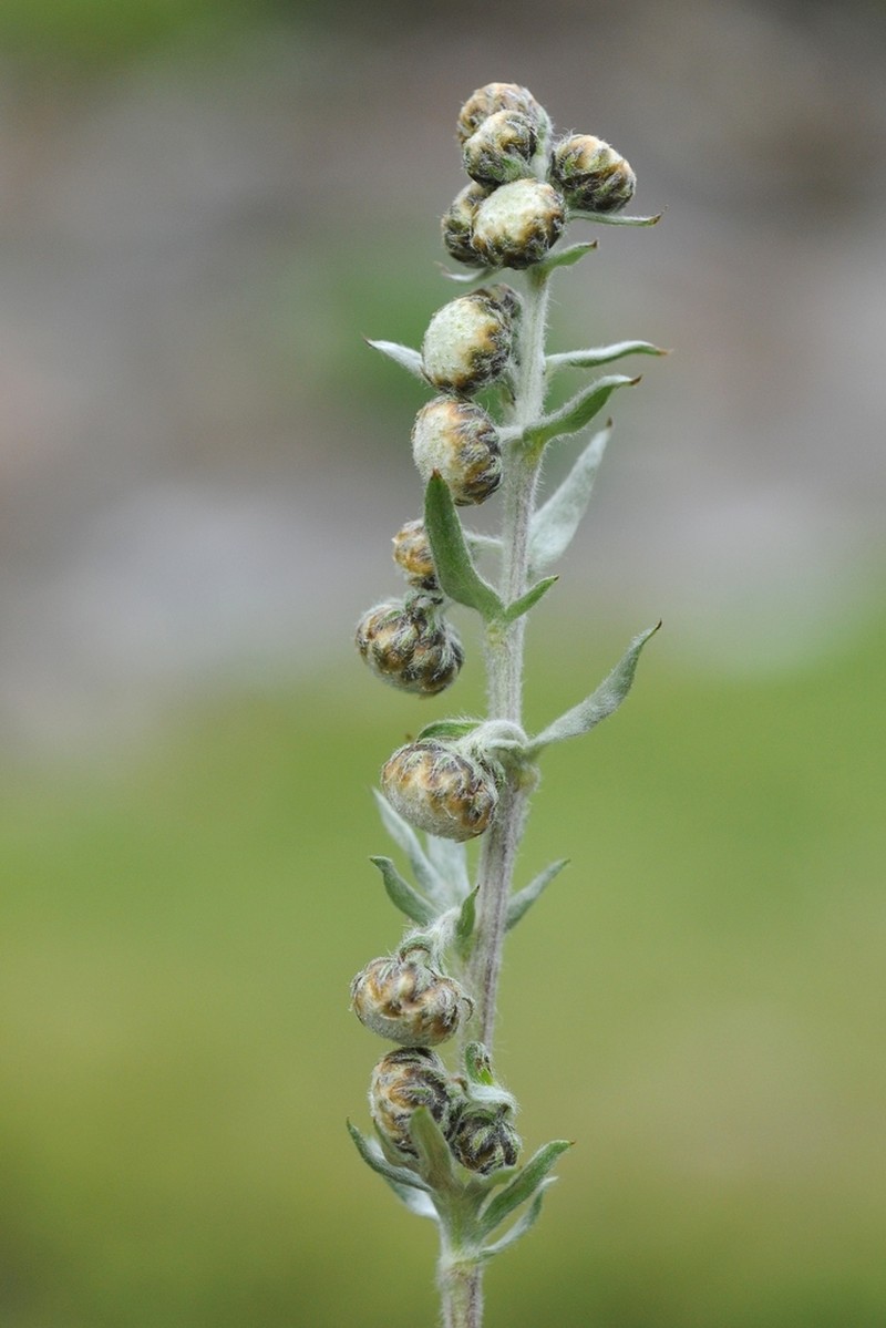 Artemisia aschurbajewii photo 7