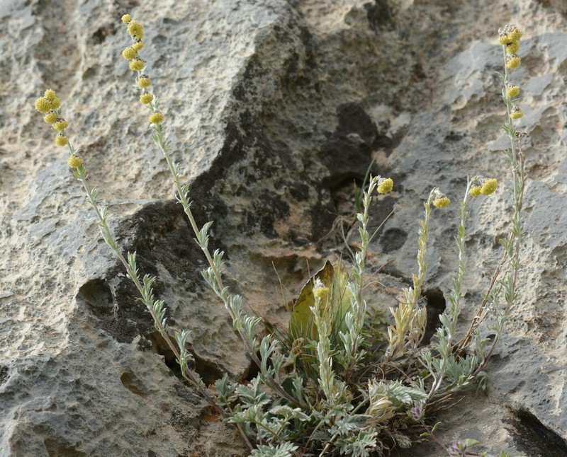 Artemisia aschurbajewii photo 8