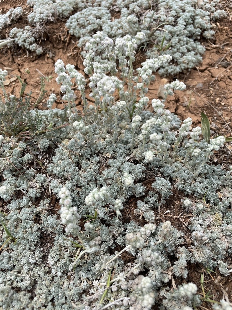 Artemisia assoana