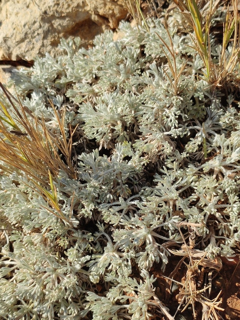 Artemisia assoana photo 2