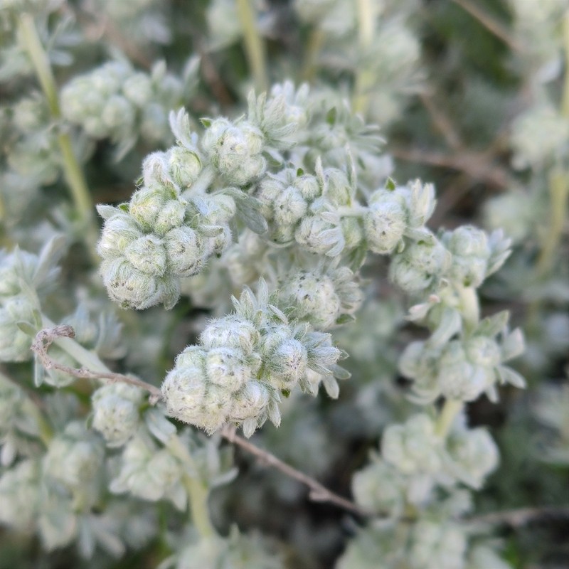 Artemisia assoana photo 3