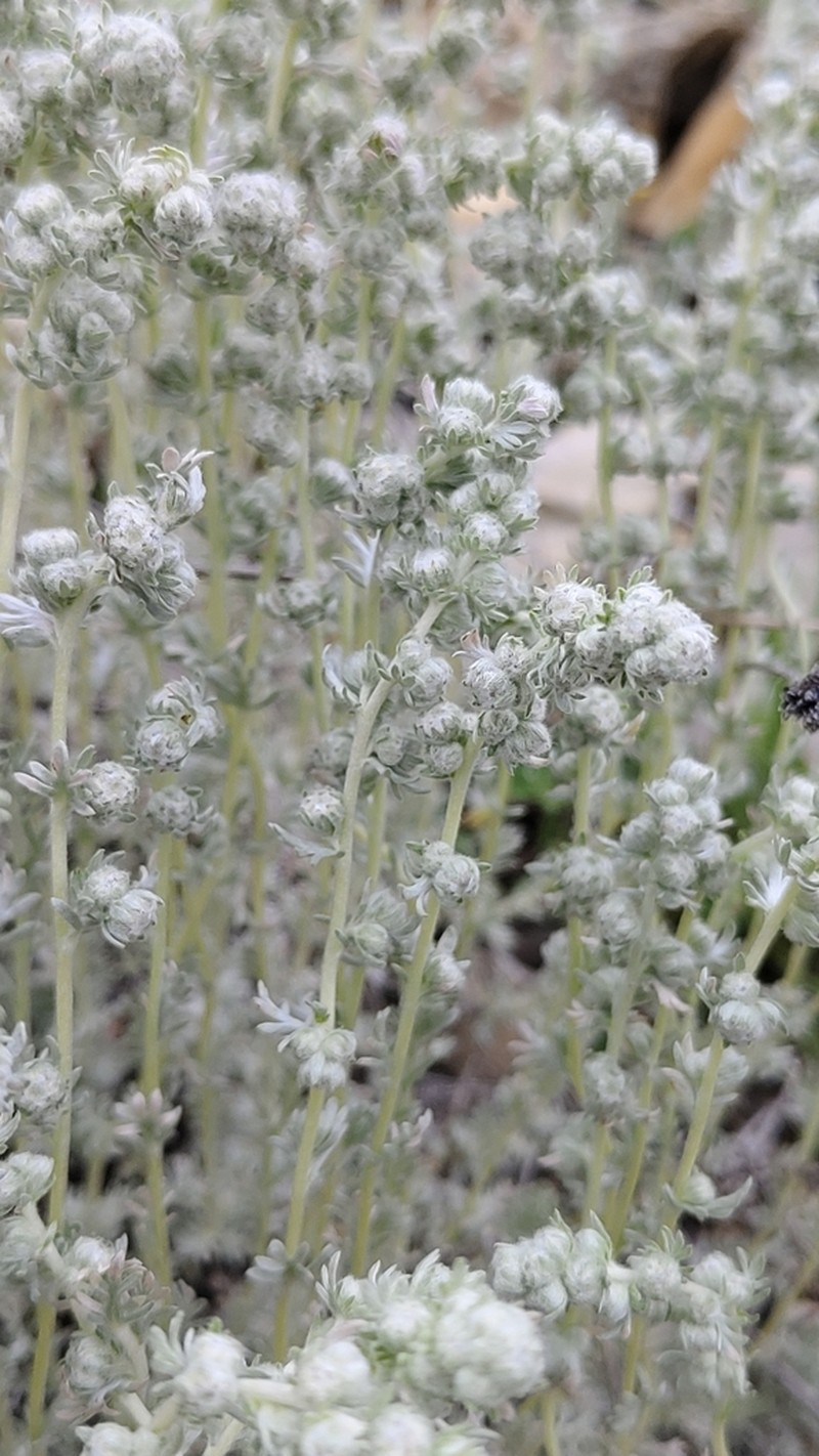 Artemisia assoana photo 4