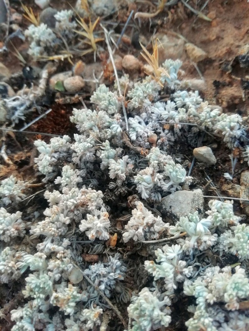 Artemisia assoana photo 5