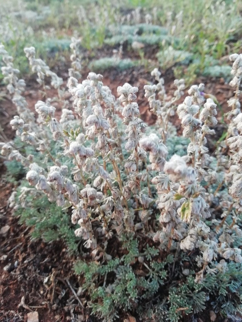 Artemisia assoana photo 6