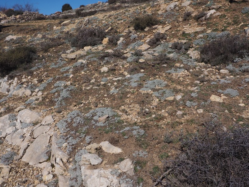 Artemisia assoana photo 7