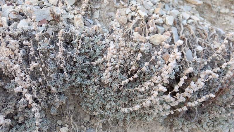 Artemisia assoana photo 8
