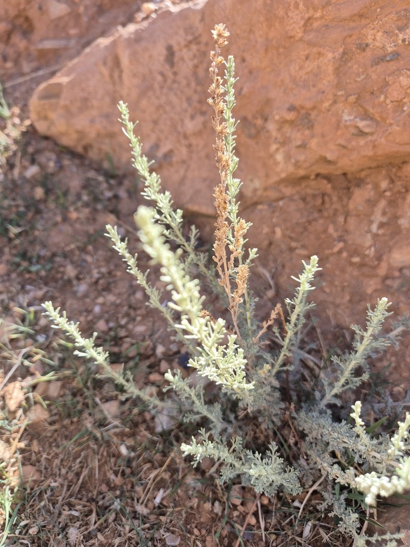 Artemisia atlantica