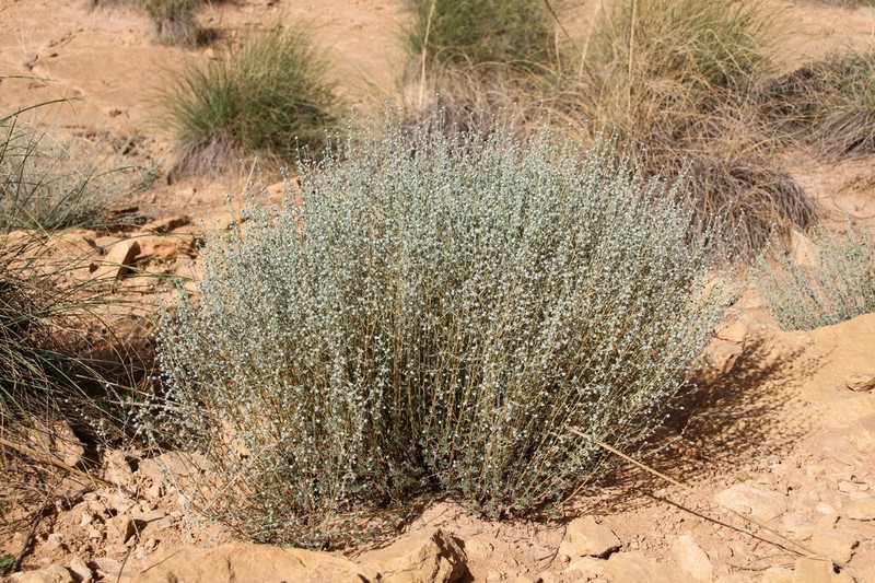 Artemisia atlantica photo 2