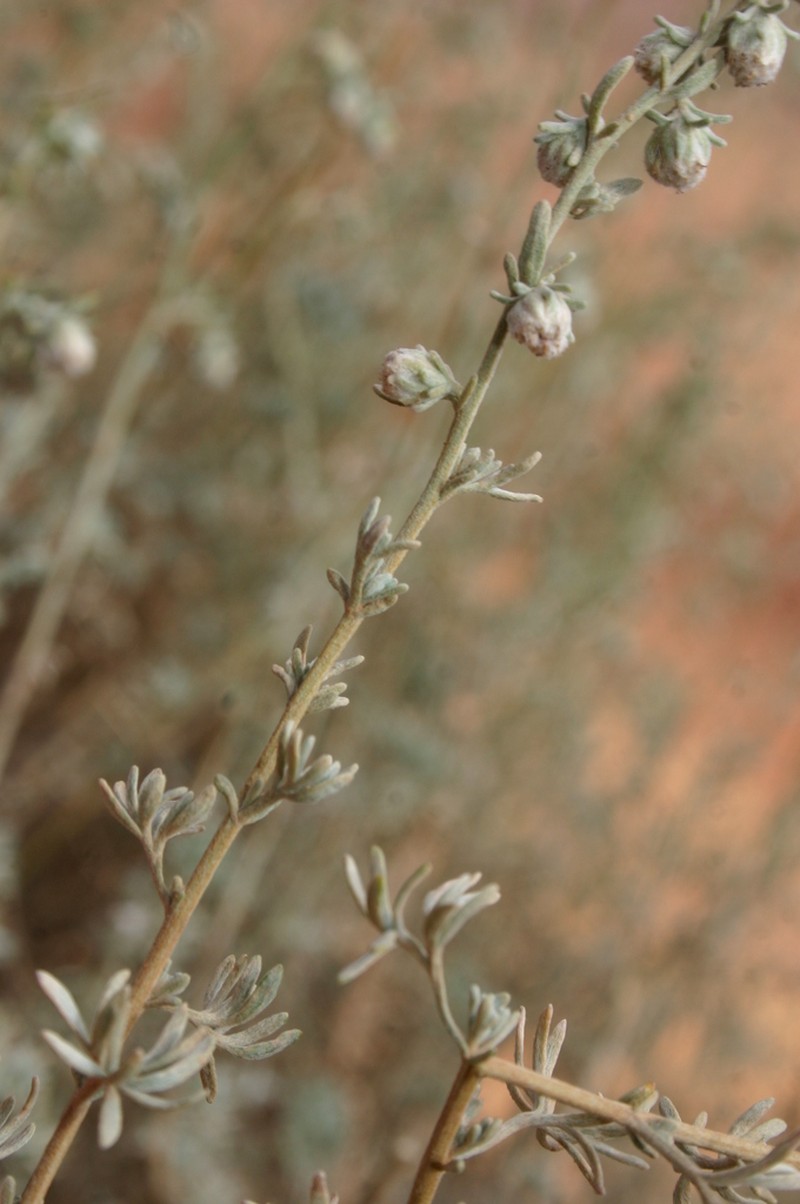 Artemisia atlantica photo 3