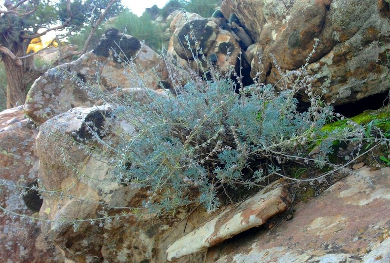 Artemisia atlantica photo 4