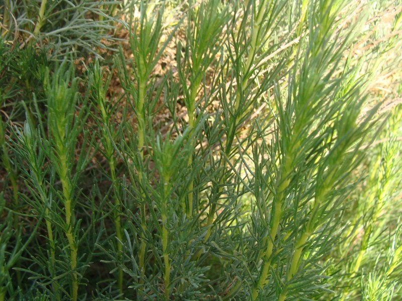 Artemisia atlantica photo 5