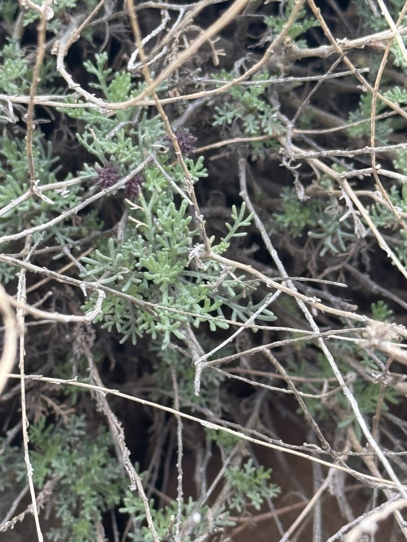 Artemisia atlantica photo 7
