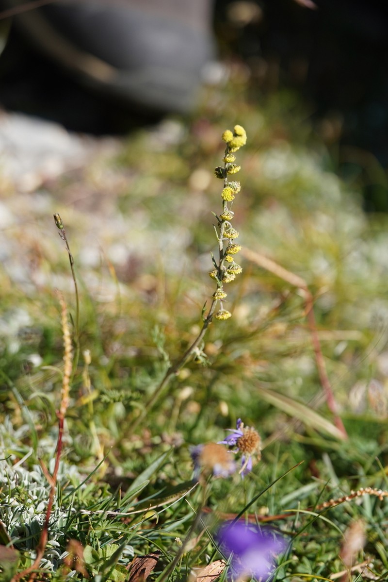 Artemisia atrata