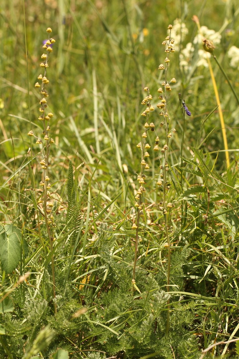 Artemisia atrata photo 2