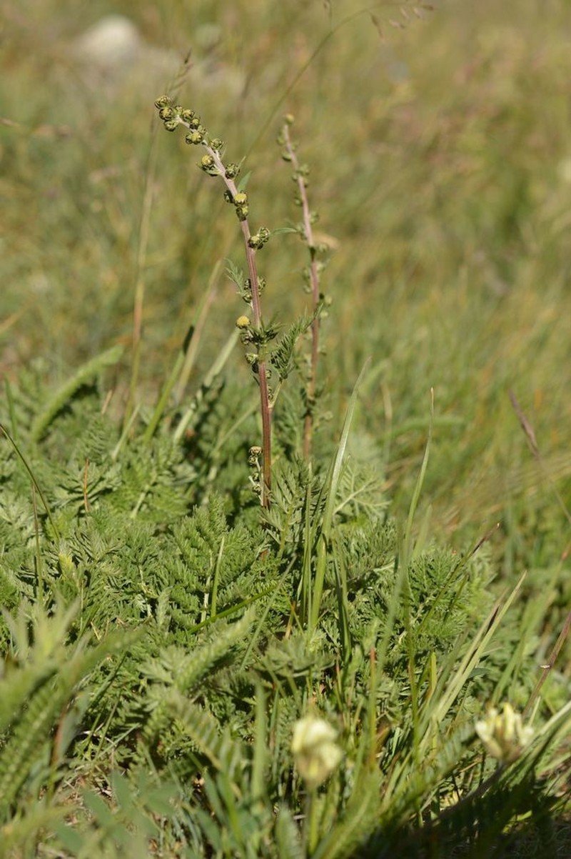 Artemisia atrata photo 3