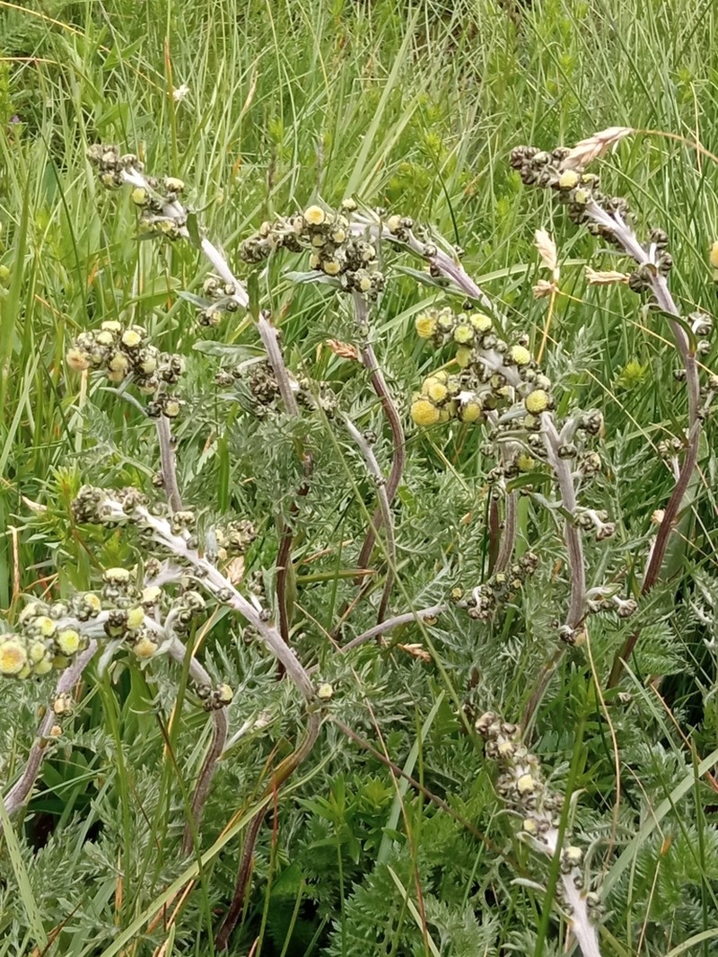 Artemisia atrata photo 4