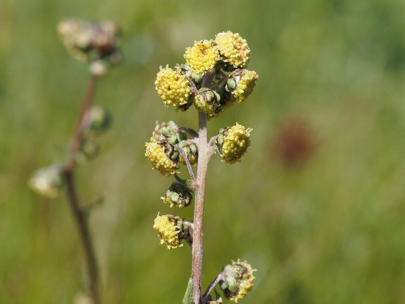 Artemisia atrata photo 6
