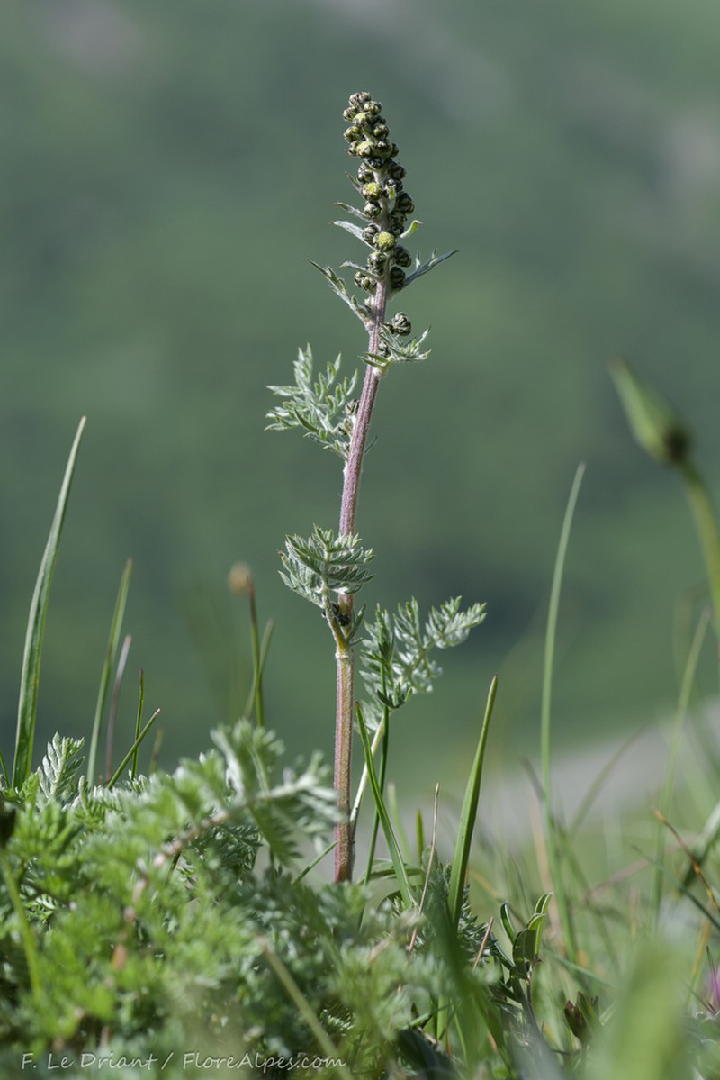 Artemisia atrata photo 8