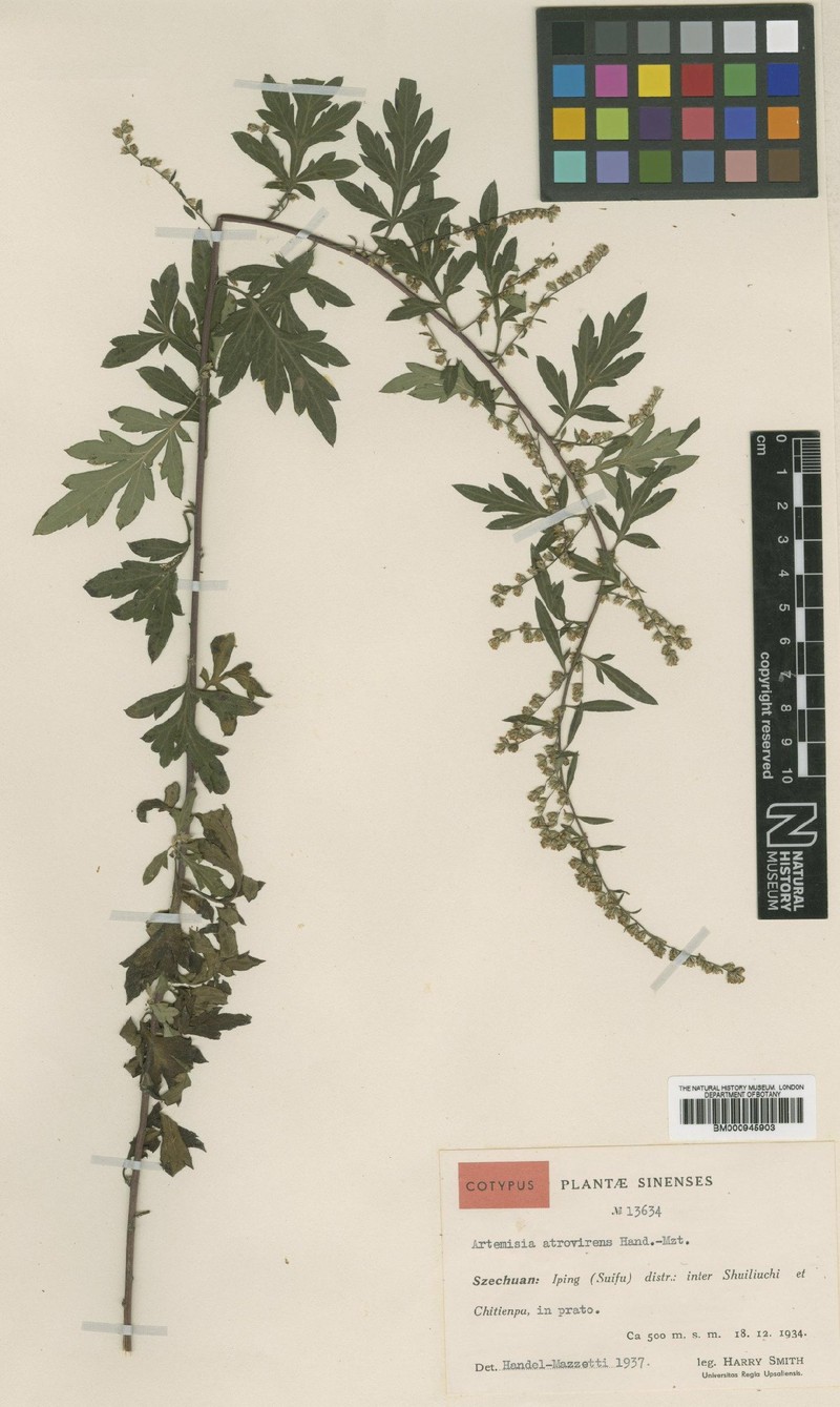 Artemisia atrovirens