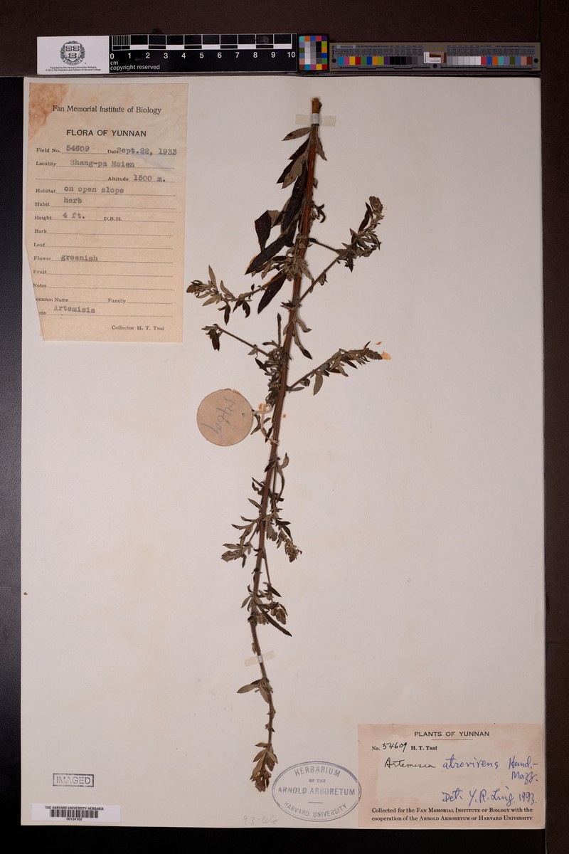 Artemisia atrovirens photo 2