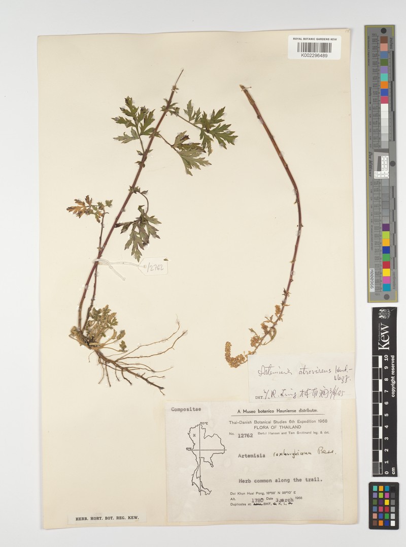 Artemisia atrovirens photo 3