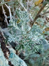 Artemisia aucheri