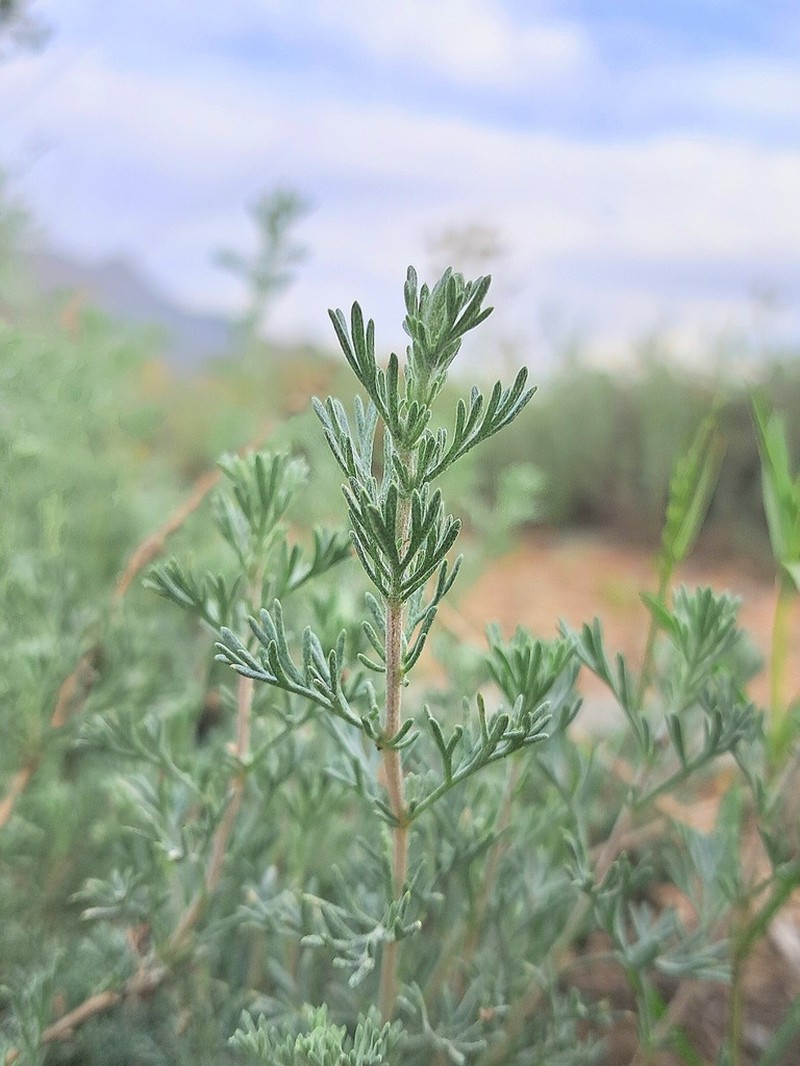 Artemisia aucheri photo 2