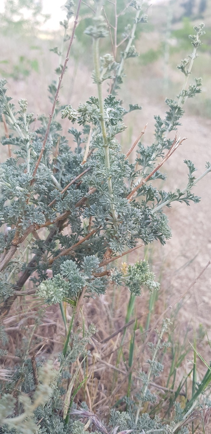 Artemisia aucheri photo 3
