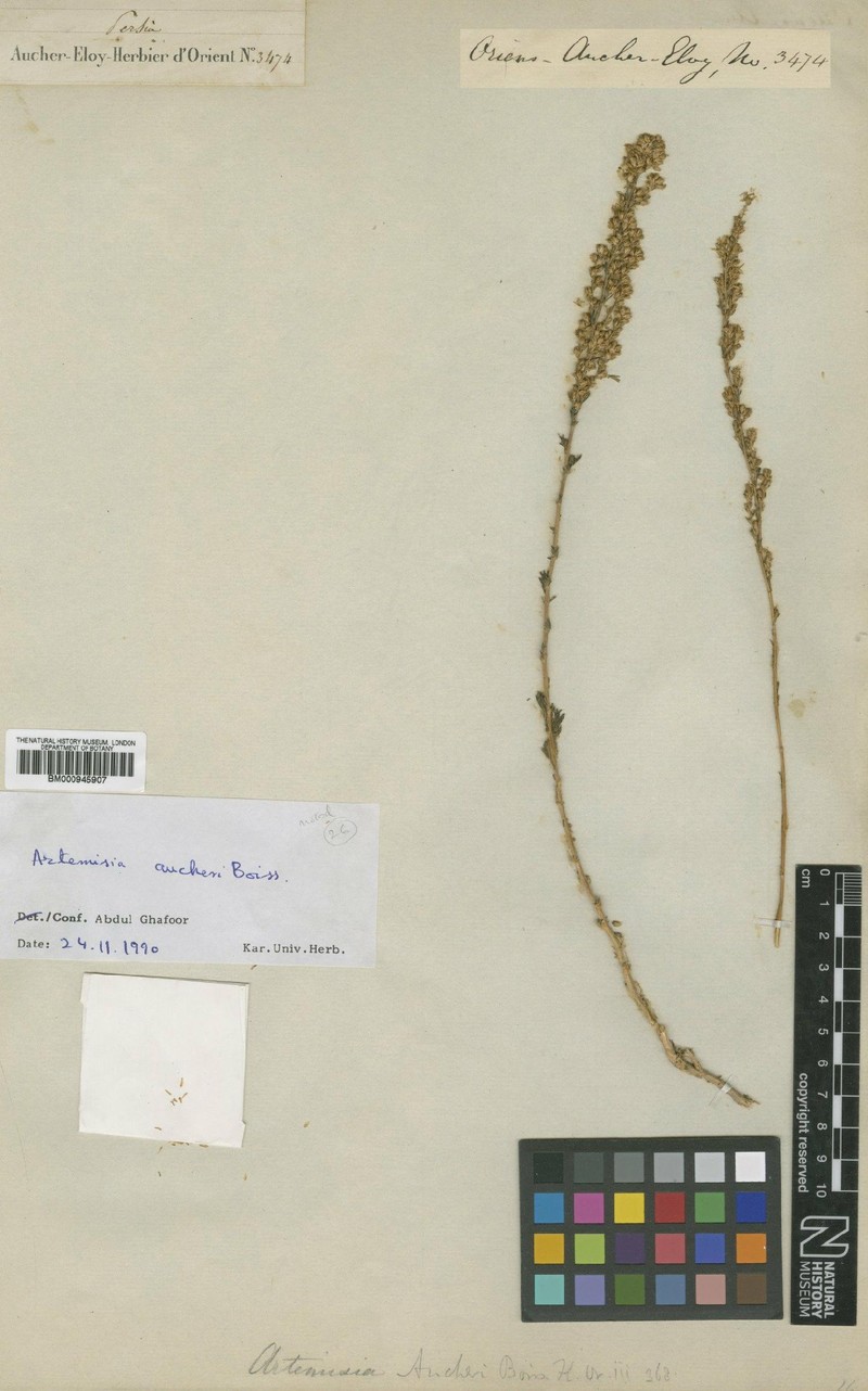 Artemisia aucheri photo 4