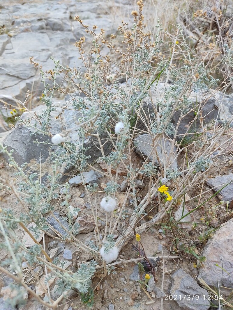 Artemisia aucheri photo 5