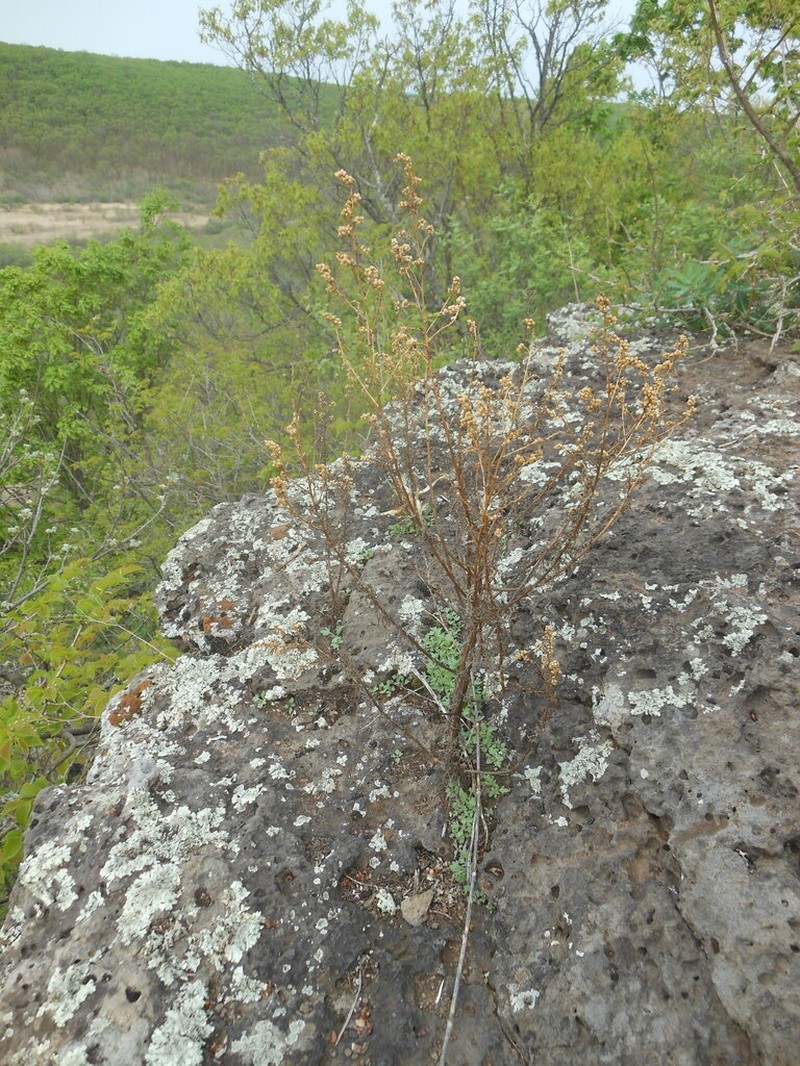 Artemisia aurata photo 3