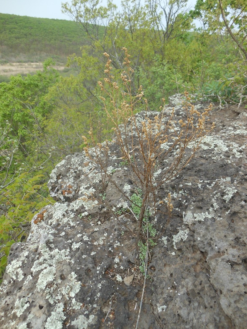 Artemisia aurata photo 4