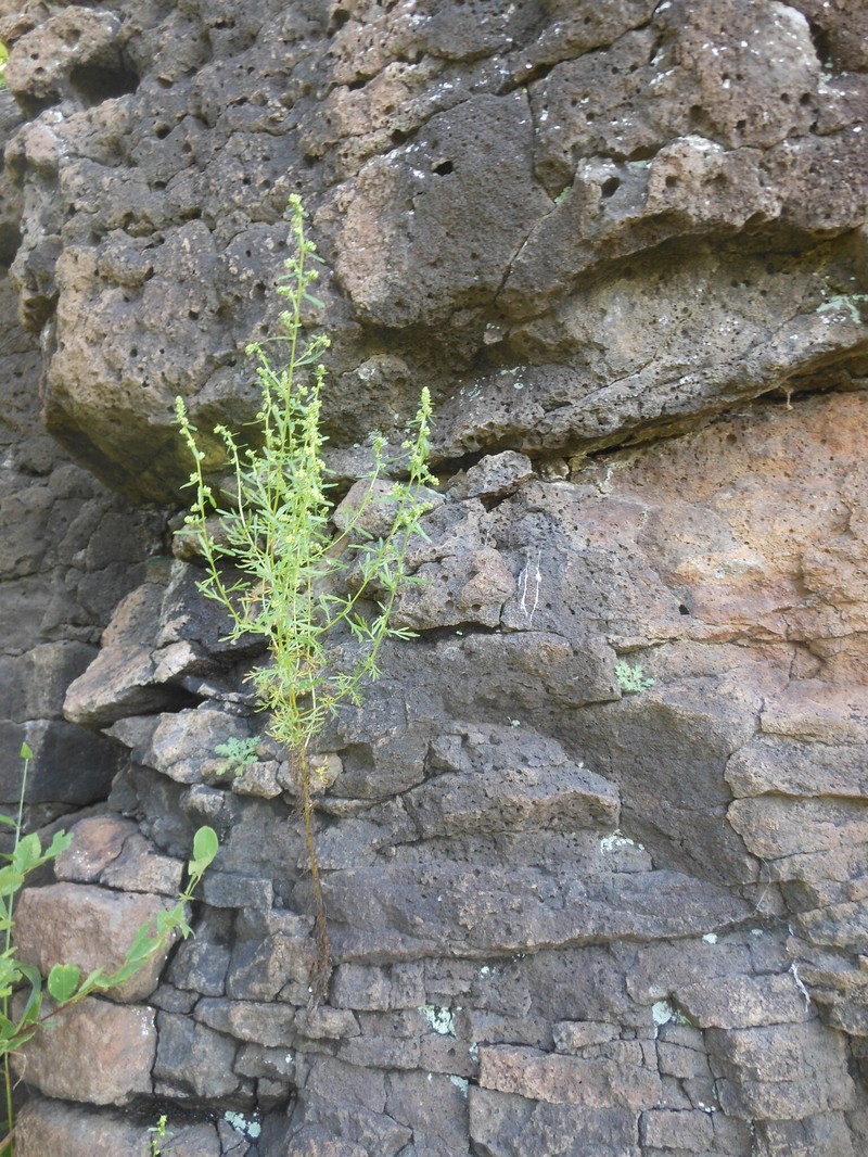 Artemisia aurata photo 5