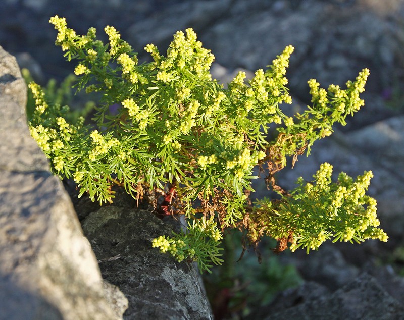 Artemisia aurata photo 6