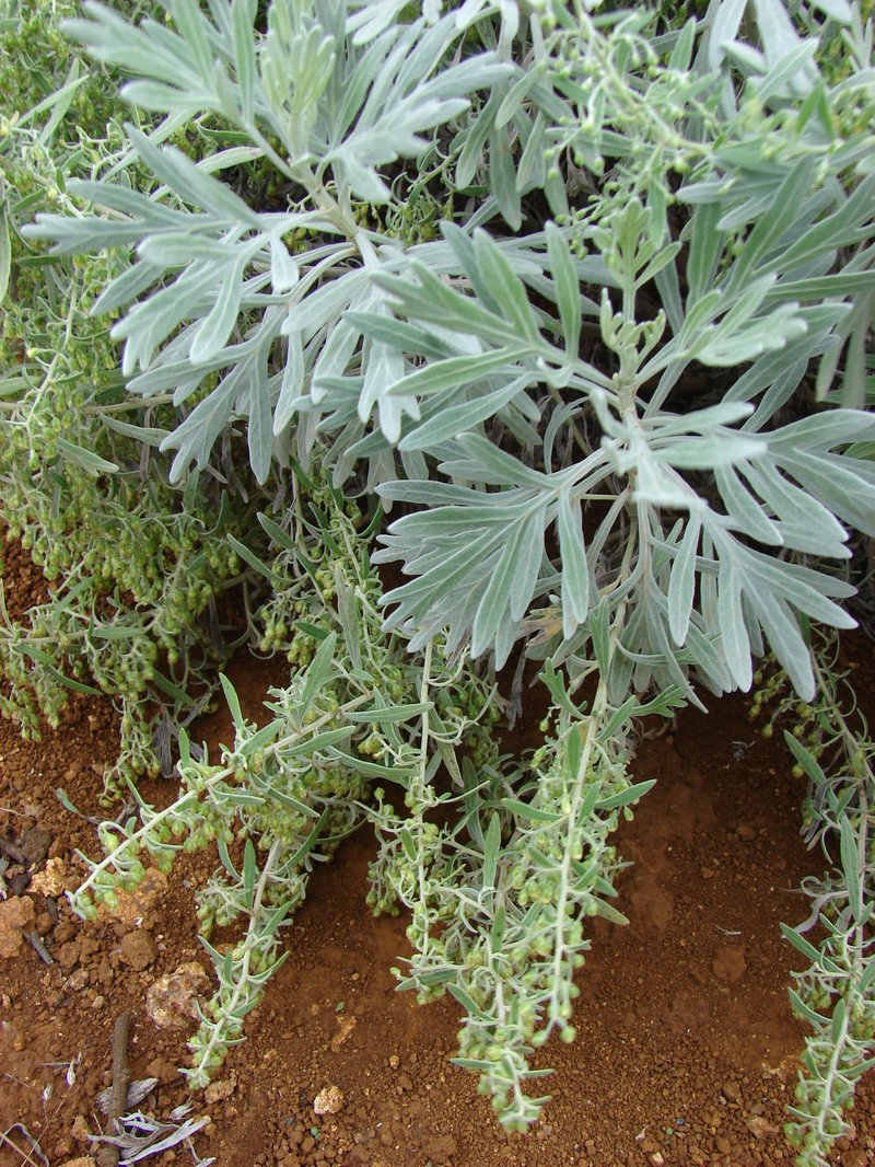 Oahu Wormwood