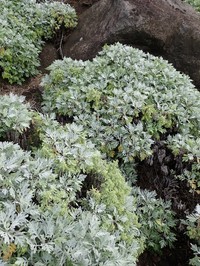 Oahu Wormwood